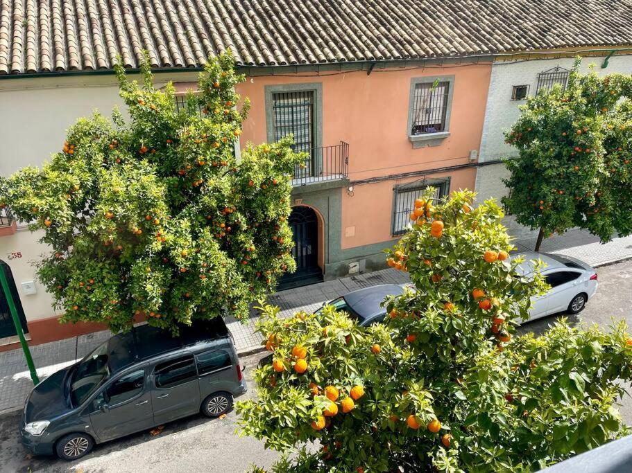 El Balcon De Los Naranjos Córdoba Buitenkant foto
